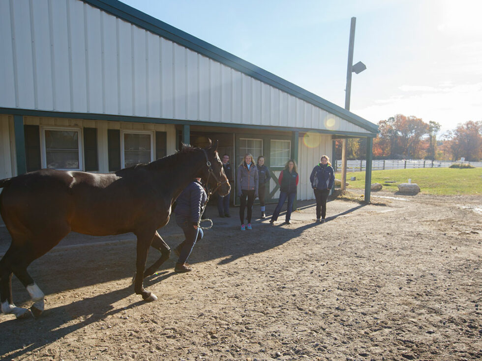 equine-facilities-1440x810-1-980x735